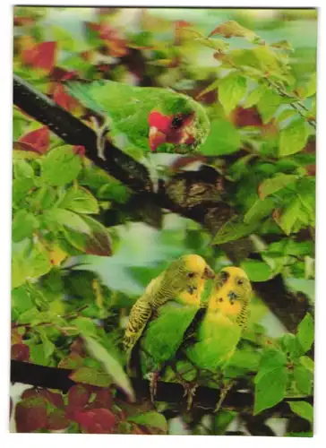 3D-AK Sittiche auf einem Baum
