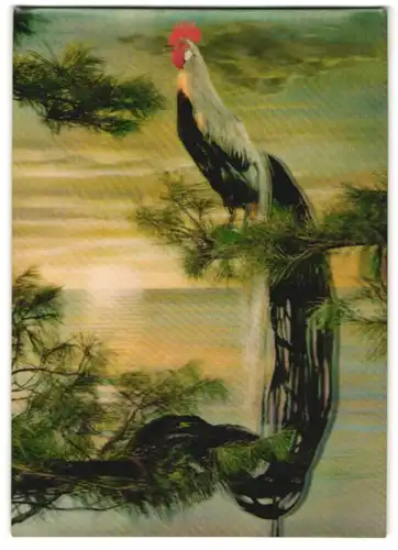 3D-AK Long-tailed Cock, Hahn mit prächtigem Federschweif