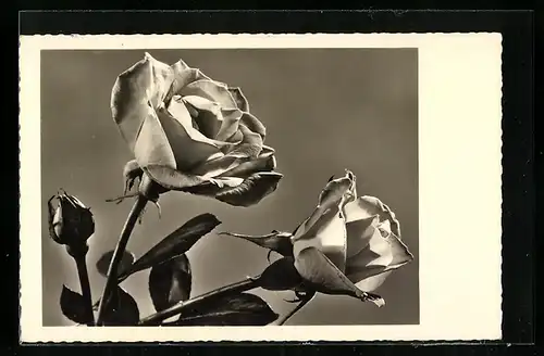 Foto-AK Amag Nr. 71062: Zwei blühende Rosen