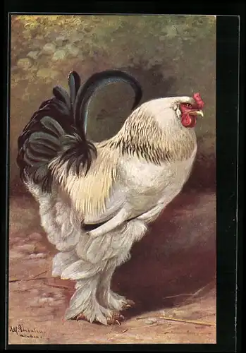 Künstler-AK Alfred Schönian: Stolzer Wollfuss-Hahn mit weiss-schwarzem Gefieder