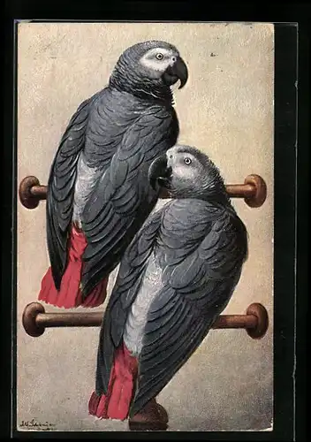Künstler-AK Alfred Schönian: Zwei graue Papageien auf Stangen