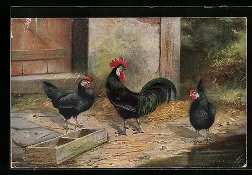 Künstler-AK Alfred Schönian: Dunkel gefiederte Hennen und Hahn