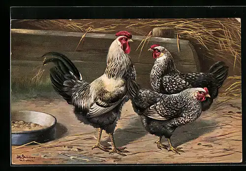 Künstler-AK Alfred Schönian: Schwarz-weiss gefiederte Hennen mit Hahn