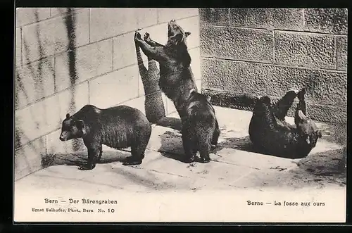 AK Bern, Bären im Bärengraben
