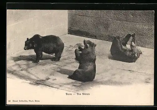 AK Bern, Die Bären im Bärengraben