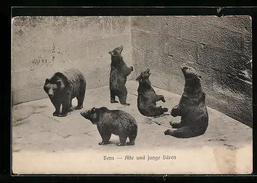 AK Bern, Alte und junge Bären im Bärengraben
