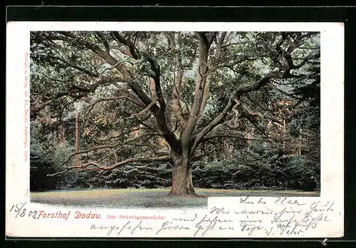 AK Dodau / Holst. Schweiz, Forsthof, Bräutigamseiche