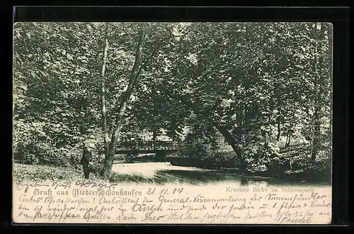 AK Niederschönhausen, Krumme Birke im Schlosspark