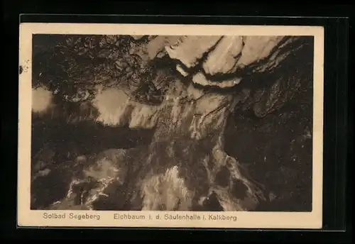 AK Bad Segeberg, Eichbaum i. d. Säulenhalle i. Kalkberg