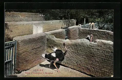 AK Ein Strauss im Gehege