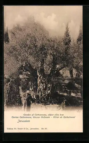 AK Jerusalem, Garten Gethsemane, ältester Ölbaum