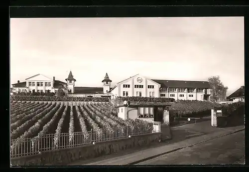 AK Rüdesheim /Rheingau, Blick auf die GEG-Weinkellerei