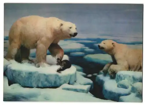 3D-AK Eisbären nach erfolgreicher Jagd