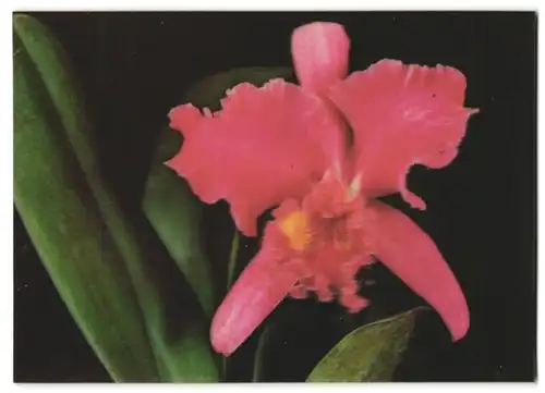 3D-AK Blüte einer rosanen Orchidee