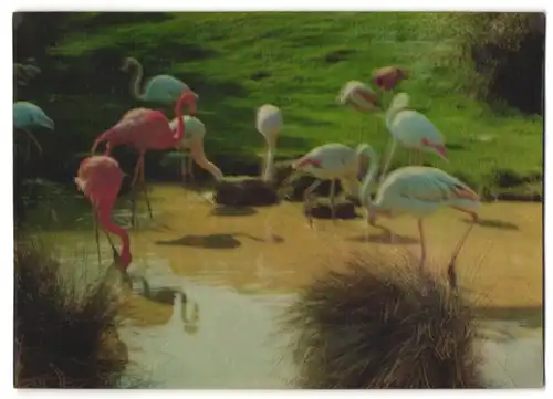 3D-AK Rosane und weisse Flamingos beim Trinken