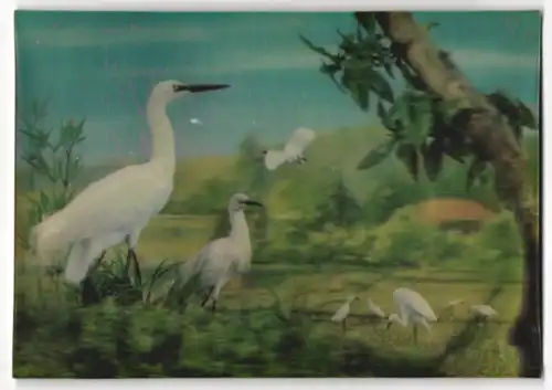 3D-AK Störche auf einem Feld