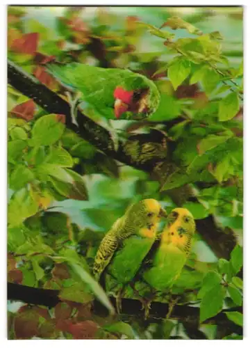 3D-AK Wellensittiche und Papagei auf einem Baum