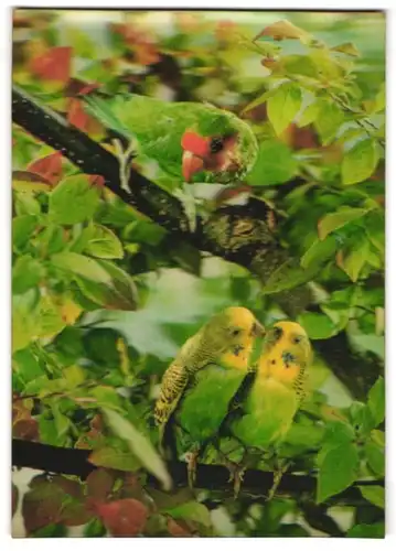 3D-AK Papageien aufm Ast