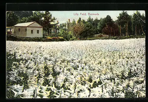 AK Bermuda, Lilly Field