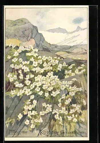 AK Kakao, Kohler Chocolats Fins, Gewimpertes Sandkraut auf Felsen