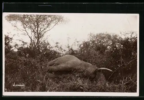 AK Ein von Jägern erlegter Elefant