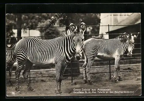 AK Berlin, Grevy-Zebra aus Abessinien im Zoo, Geschenk Ras Tafaris an den Reichspräsidenten