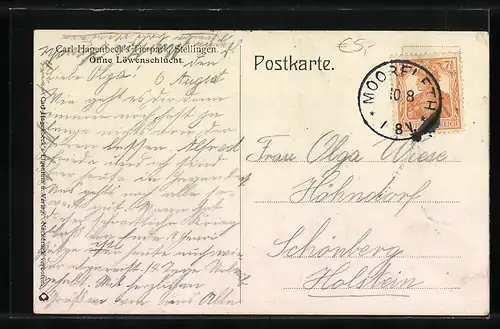 AK Stellingen, Löwen in der Löwenschlucht im Tierpark