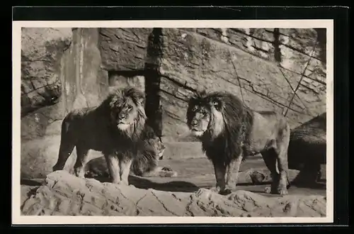 AK Hamburg, Carl Hagenbecks Tierpark in Altona-Stellingen, Berberlöwen in der Löwenschlucht