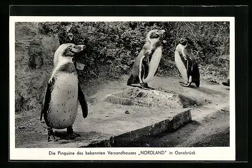 AK Osnabrück, Die Pinguine des Versandhauses Nordland