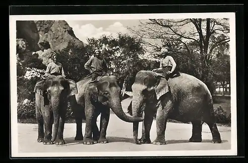 AK Hamburg-Stellingen, Indische Elefanten in Hagenbecks Tierpark