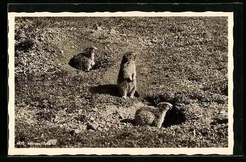 AK Murmeltiere halten Wache am Eingang zu ihren Bauen