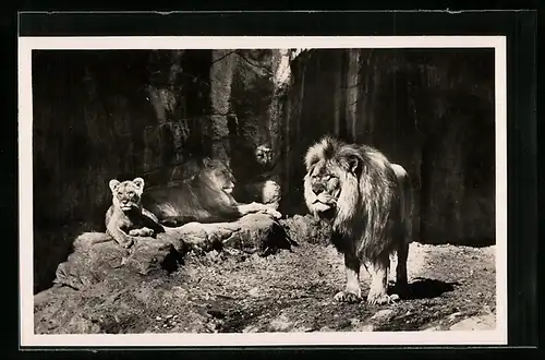 AK Hamburg-Stellingen, Löwen in der Sonne, Löwenschlucht im Zoo
