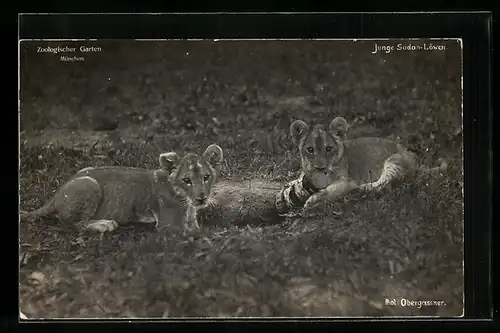 AK München, Zoologischer Garten, Junge Sudan-Löwen