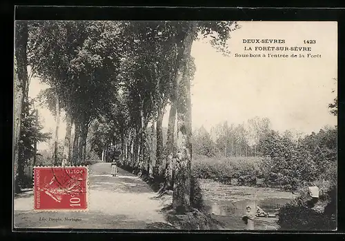 AK La Forêt-sur-Sèvre, Sous-bois á l`entrée de la Forêt