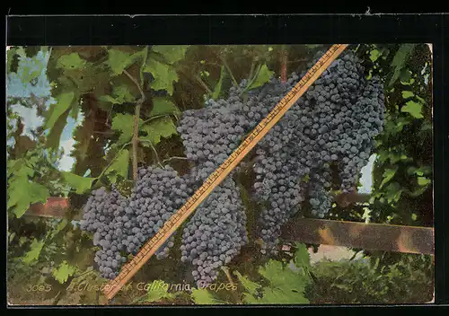 AK A Cluster of California Grapes