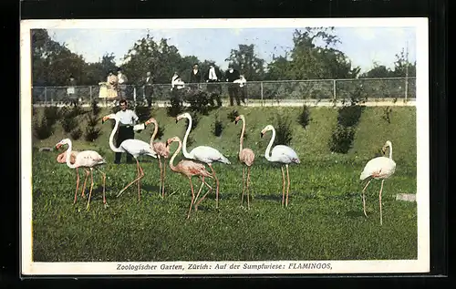 AK Zürich, Zoologischer Garten, Flamingos auf der Sumpfwiese