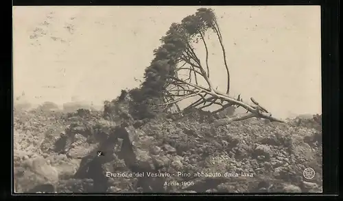 AK Eruzione del Vesuvio Aprile 1906, Pino abbattuto dalla lava