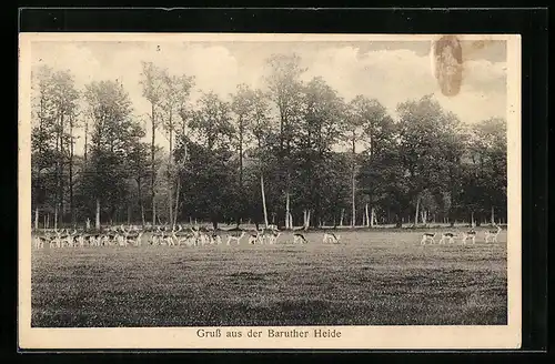 AK Baruth, Baruther Heide mit Rehen