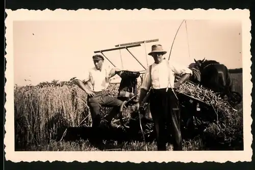 Fotografie Bauern ernten Getreide mit einer Mähmaschine von Pferden gezogen