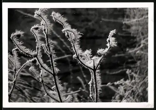 Fotografie Winterlandschaft, Zweige von Rauhreif bedeckt bei Zollmühle / Ellingen 1948