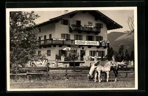 AK Kössen, Gasthof Oberbach mit Stute und Fohlen