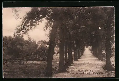 AK Montevideo, Prado, Avenida de los Eucaliptus