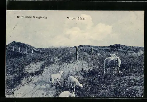 AK Wangeroog /Nordsee, Schafe in den Dünen
