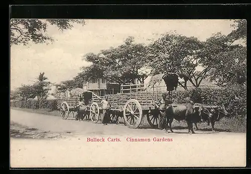 AK Sri Lanka, Bullock Carts, Cinnamon Gardens