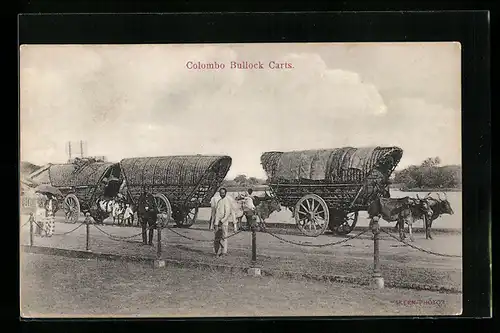 AK Colombo, Bullock Carts