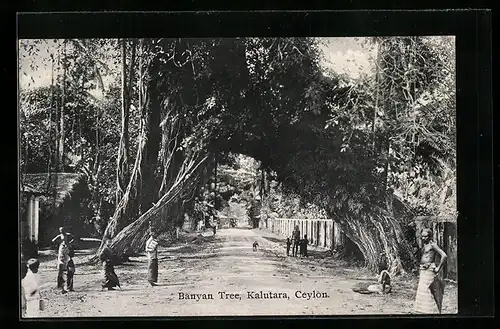 AK Kalutara, Banyan Tree