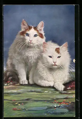 AK Zwei weisse Katzen