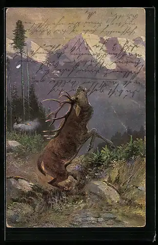 AK Röhrender Hirsch in den Alpen