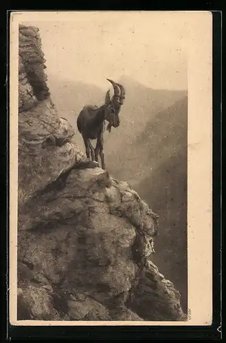 AK Bergziege auf Felsenvorsprung im Gebirge