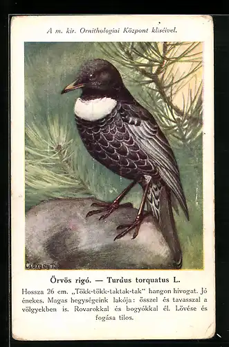 AK Vogel Turdus torquatus L. auf einem Stein